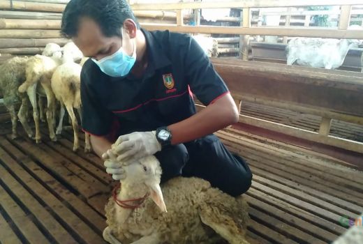 Waspada! 6 Ekor Sapi di Solo Positif Terjangkit PMK - GenPI.co JATENG