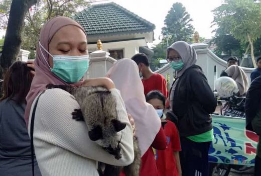 Musang Bisa Jadi Hewan Peliharaan yang Aman, Ini Tipsnya - GenPI.co JATENG