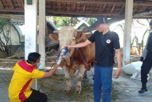 Ini Kondisi Sapi Kurban dari Jokowi di Solo, Disembelih Besok - GenPI.co JATENG