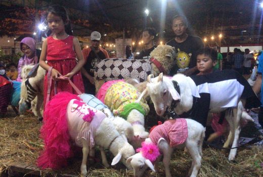 Begini Aksi Lucu dan Unik Kambing Ikut Fashion Show di Sukoharjo - GenPI.co JATENG