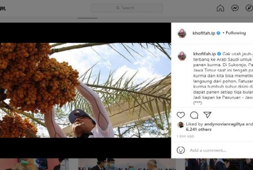 Khofifah Pamer Panen Kurma di Pasuruan, Bisa Tiga Bulan Sekali - GenPI.co JATIM