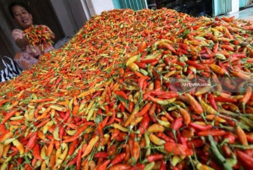 Gawat, Produksi Cabai di Madiun Merosot 50 Persen - GenPI.co JATIM