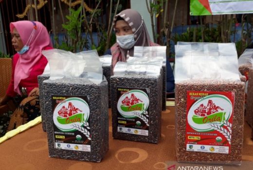 Gapoktan di Kediri Ekspor Padi Organik Buatannya, Ajib! - GenPI.co JATIM