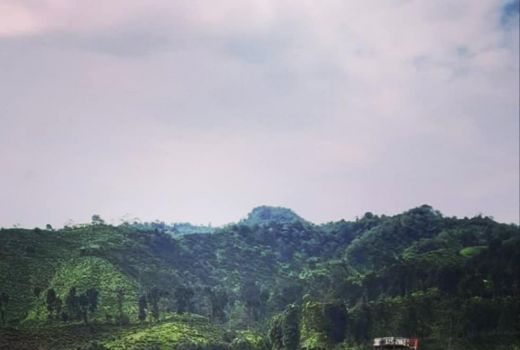 Segarnya Pemandangan Hamparan Kebun Teh Gunung Gambir Jember - GenPI.co JATIM
