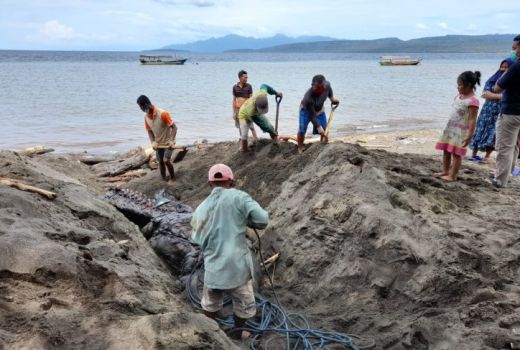KKP Selidiki Terus Penyebab Terdamparnya Paus Orca di Banyuwangi - GenPI.co JATIM