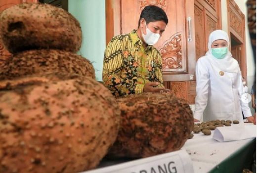 Khofifah Larang Bibit Porang Diekspor, untuk Siapa? - GenPI.co JATIM