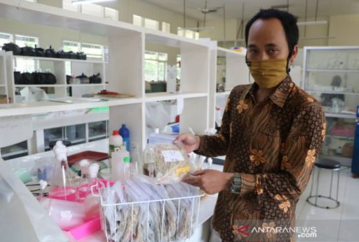 Peneliti Unej Kembangkan Varietas Padi Plasma Nutfah, Apa Itu? - GenPI.co JATIM