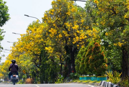 Cantiknya Bunga Tabebuya Saat Mekar, Serasa di Jepang - GenPI.co JATIM