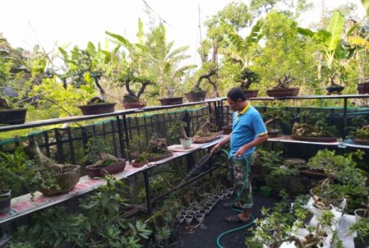 Bonsai Tanaman Kecil Indah Favorit Kaum Urban - GenPI.co JATIM