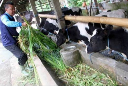 Ternak Sapi Mati di Tulungagung Karena Hal ini, Bukan Guna-guna - GenPI.co JATIM