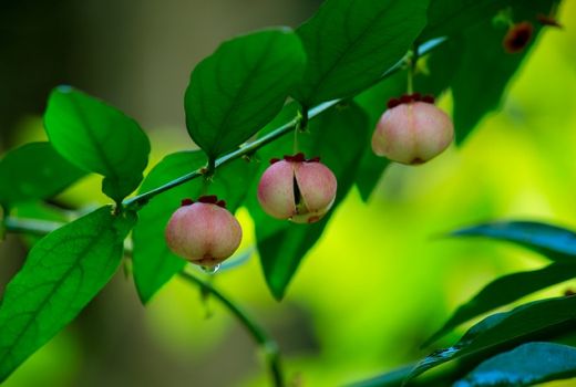 Manfaat Daun Katuk, Lebih dari Meningkatkan ASI - GenPI.co JATIM