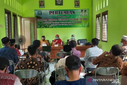 Petani Tembakau Probolinggo Dapat Pelatihan Dari DKPP - GenPI.co JATIM