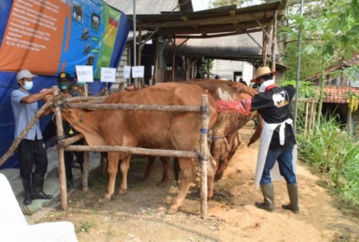 Lamongan Kembangkan Sapi Rendah Lemak Asal Belgia - GenPI.co JATIM