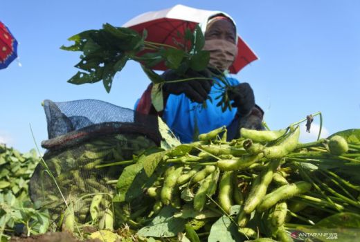 Edamame Jadi Prioritas Ekspor Produk Pertanian Jember - GenPI.co JATIM