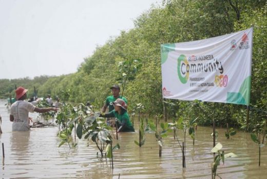 Coba ke Mangrove Ujungpangkah, Lihatlah Pelikan Australia Singgah - GenPI.co JATIM
