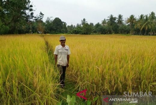 Kelompok Tani Bersyukur Ada Asuransi Pertanian, Sangat Bermanfaat - GenPI.co JATIM