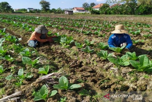 Pemkab Pamekasan Beri Buruh Tani Tembakau BLT, Cek Syaratnya - GenPI.co JATIM
