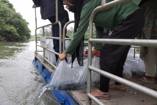 Lestarikan Lingkungan, Ribuan Ikan Dilepas di Sungai Brantas - GenPI.co JATIM