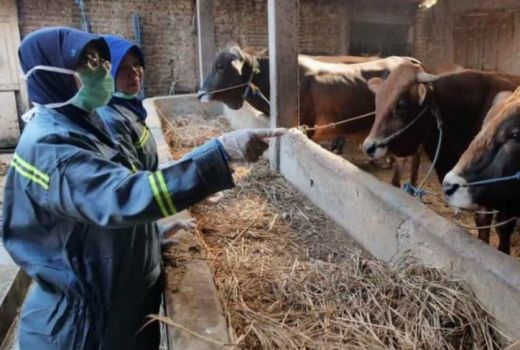 Sapi Masuk Kediri Harus Bawa Surat Kesehatan Hewan - GenPI.co JATIM