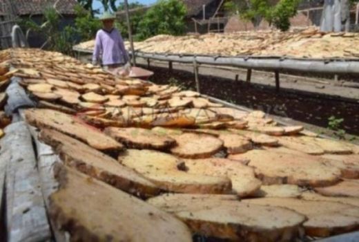 Porang Dapat Tekan Kemiskinan, Jadi Produk Primadona! - GenPI.co JATIM