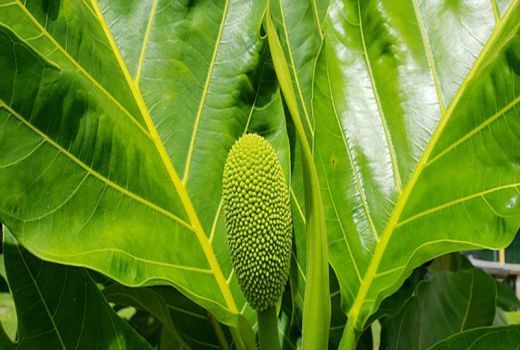 Manfaat Daun Sukun, Baik untuk Jantung dan Kolesterol - GenPI.co JATIM