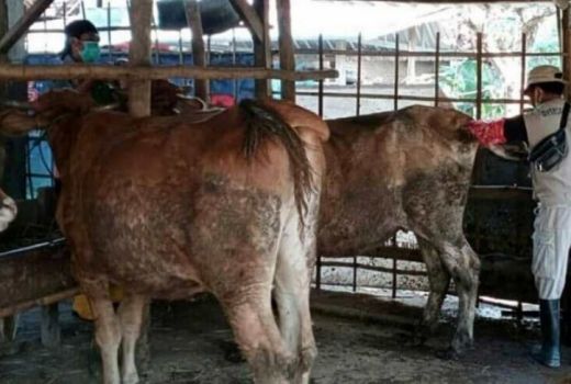 Disnakan Magetan Punya Cara Jitu Wujudkan Swasembada Daging - GenPI.co JATIM