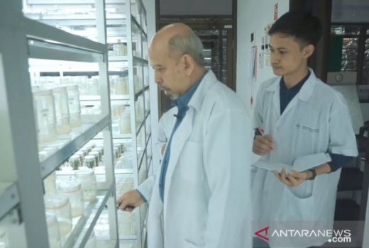 Hebat! UMM Kembangkan 2 Varietas Unggul Kentang - GenPI.co JATIM