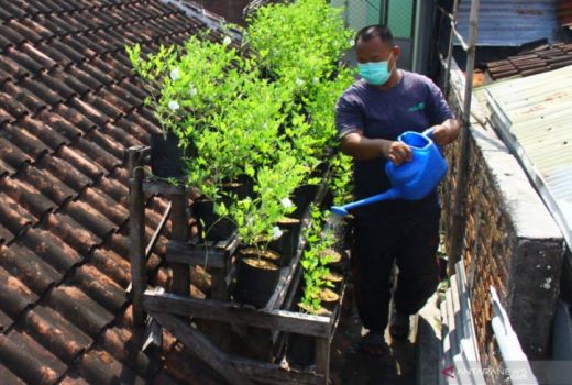 Berkebun di Atap Rumah Jadi Tren - GenPI.co JATIM