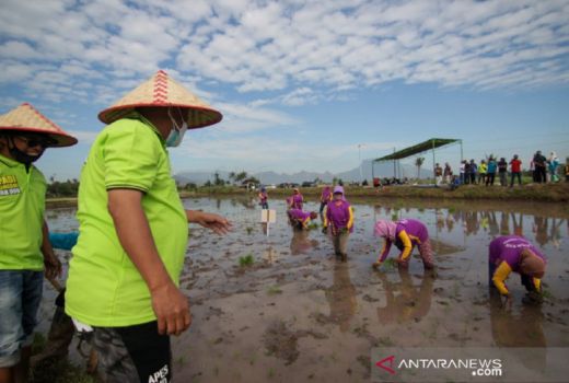 Situbondo Perkenalkan Padi Varietas BK-900, Hasilnya Menggiurkan - GenPI.co JATIM
