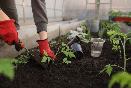 Tips Berkebun Sayur di Atap Rumah, Mudah Ternyata - GenPI.co JATIM
