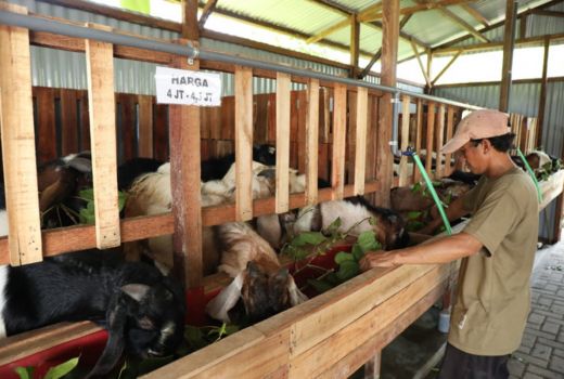 Ismail, Peternak Sidoarjo Punya Cara Jempolan Jual Hewan Kurban - GenPI.co JATIM