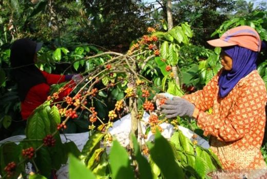 Fix! Orang Indonesia Suka Minum Kopi, ini Buktinya - GenPI.co JATIM