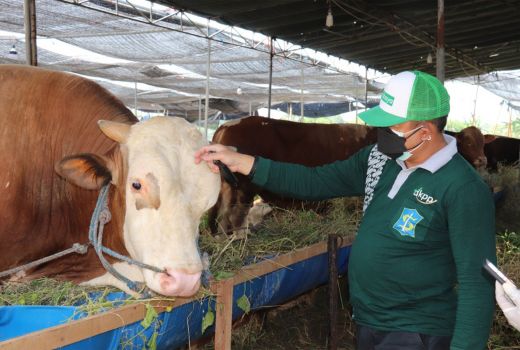 Seperti ini Kondisi Hewan Kurban di Surabaya - GenPI.co JATIM
