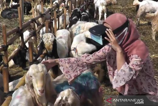 Beli Hewan Kurban Sekarang Bisa Pakai VR - GenPI.co JATIM
