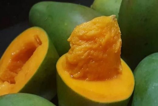 Panen Mangga Alpukat, Manisnya Kebangetan - GenPI.co JATIM