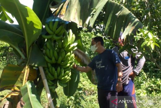 Pisang Cavendish Jadi Primadona di Jember - GenPI.co JATIM