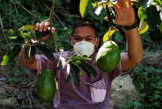 Teksas Bojonegoro Punya Potensi Agribisnis, Alpukat Andalannya - GenPI.co JATIM