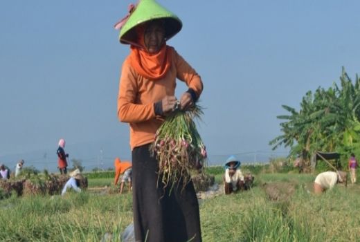 Ahli Beberkan Kunci Budi Daya Bawang, Petani Wajib Tahu - GenPI.co JATIM