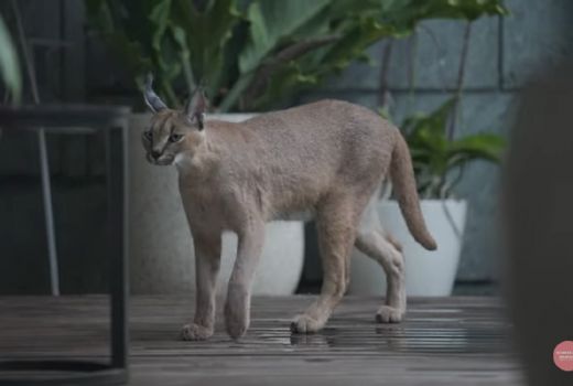 Crazy Rich Surabaya ini Rogoh Kocek Dalem Banget Demi Kucing - GenPI.co JATIM