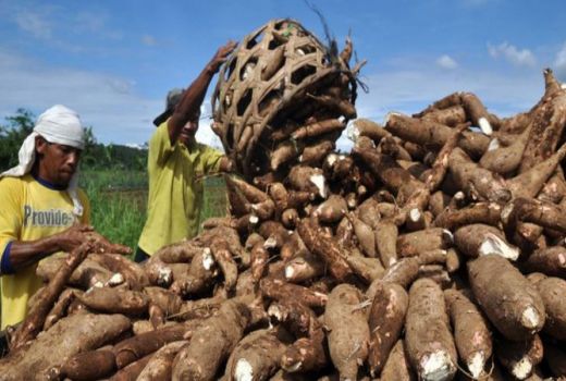 Jatim Masuk 4 Daerah Produksi Singkong Nasional, Ada Peran UMKM - GenPI.co JATIM