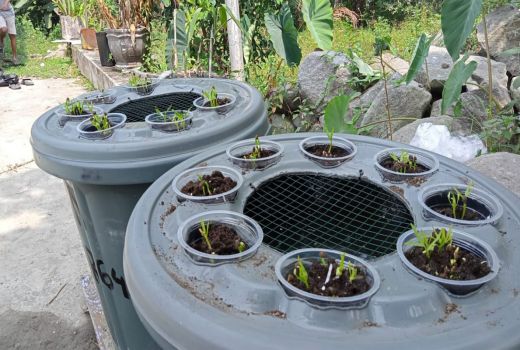 Budi Daya Ikan dalam Ember, Solusi Berkebun Masa Kini - GenPI.co JATIM
