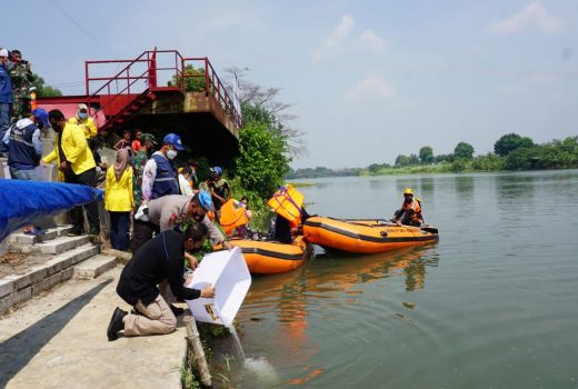 10 Ribu Ikan Ditebar di Brantas, Dampaknya Luar Biasa - GenPI.co JATIM
