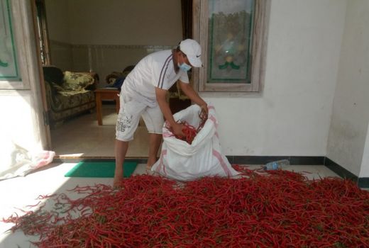 Petani Merana, Harga Cabai Terjun Bebas - GenPI.co JATIM