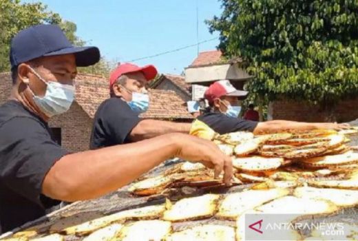 Harga Porang di Madiun Lesu, Petani Lebih Memilih Melakukan ini - GenPI.co JATIM