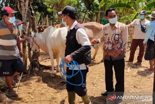 3 Jenis Sapi di Probolinggo Jadi Unggulan, Tujuannya Buat ini - GenPI.co JATIM