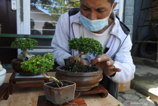 JBC Kembangkan Kampung Wisata Bonsai, Koleksinya Imut-imut - GenPI.co JATIM