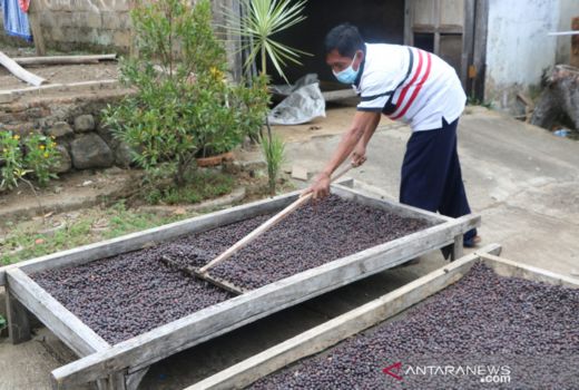 Petani di Bondowoso Senang, Harga Kopi Tak Lagi Jatuh - GenPI.co JATIM