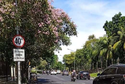 Tabebuya Bermekaran Lagi, Ubah Wajah Kota Surabaya jadi Berwarna - GenPI.co JATIM