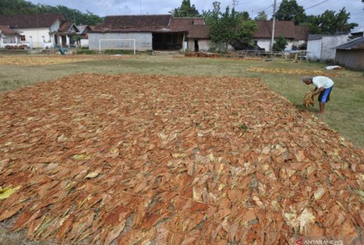 Petani Tembakau Menjerit, Berharap Cukai Tak Naik - GenPI.co JATIM