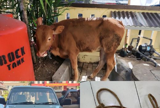 Komplotan di Jember Bikin Geger, Bawa Kabur Sapi Pakai Panther - GenPI.co JATIM